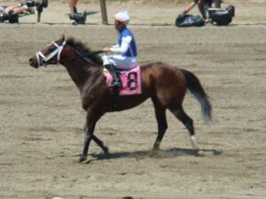 secretariat horse